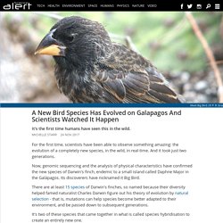 A new bird species has evolved on Galapagos and scientists watched it happen