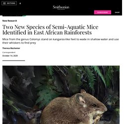 Two New Species of Semi-Aquatic Mice Identified in East African Rainforests
