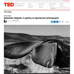Sebastião Salgado: A gallery of spectacular photographs