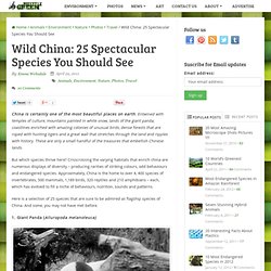 Wild China: 25 Spectacular Species You Should See