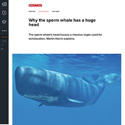 Why the sperm whale has a huge head