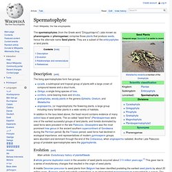 Spermatophyte