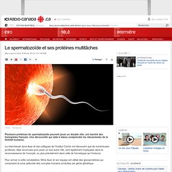 Le spermatozoïde et ses protéines multitâches
