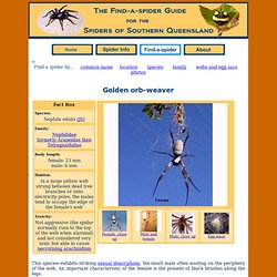 The Find-a-spider Guide - Golden orb-weaver