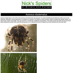 Nick's Spiders - Araneus diadematus