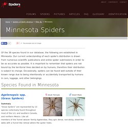 Spiders of Minnesota