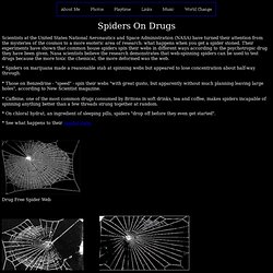 Spiders On Drugs