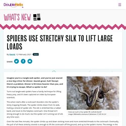 Spiders use stretchy silk to lift large loads - Double Helix