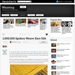 1,000,000 Spiders Weave Rare Silk « Weaving