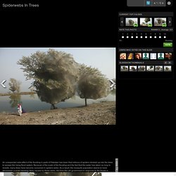 Spiderwebs In Trees: Pakistan Floods Cause Incredible Phenomenon (PHOTOS)