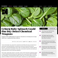 Cyborg Baby Spinach Could One Day Detect Chemical Weapons