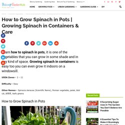 Growing Spinach in Containers & Care