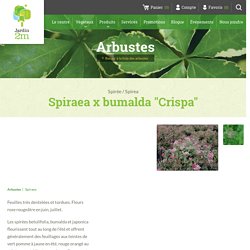 Spiraea x bumalda "Crispa" - Spirée / Spirea - Nos végétaux - Jardin2m
