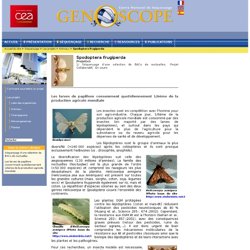GENOSCOPE - Séquençage d’une sélection de BACs de noctuelles - Spodoptera frugiperda