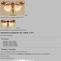 INRA - Spodoptera frugiperda (J.E. Smith, 1797)