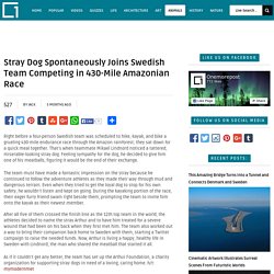Stray Dog Spontaneously Joins Swedish Team Competing in 430-Mile Amazonian Race
