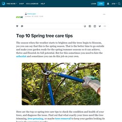 Top 10 Spring tree care tips