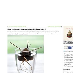 How to Sprout an Avocado & My Etsy Shop!