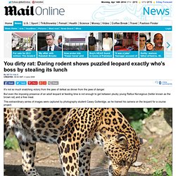 What a squeak! Daring mouse show who's boss as it scares off leopard and steals its lunch