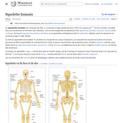 Squelette humain