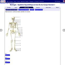 Schéma Squelette Humain - Système Squelettique et les Os I - Théorie