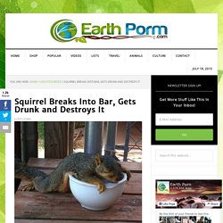 Squirrel Breaks Into Bar, Gets Drunk and Destroys It