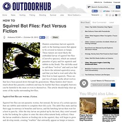 Squirrel Bot Flies: Fact Versus Fiction