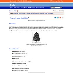 ENH-636/ST477: Pinus sylvestris: Scotch Pine