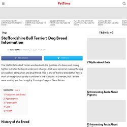 Staffordshire Bull Terrier: Dog Breed Information - PetTime
