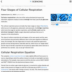 Four Stages of Cellular Respiration