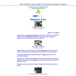 Staghorn Ferns, air plants, Platycerium species, article