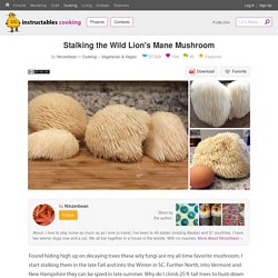 Stalking the Wild Lion's Mane Mushroom : 4 Steps