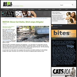 WATCH: Brave Cat Stalks, Bitch-slaps Alligator - The Daily Treat