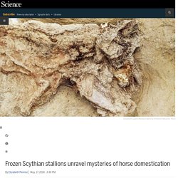 Frozen Scythian stallions unravel mysteries of horse domestication