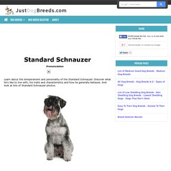 Standard Schnauzer Information, Facts, Pictures, Training and Grooming