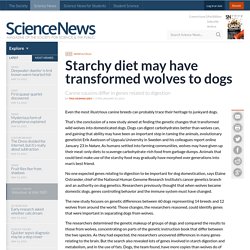 Starchy diet may have transformed wolves to dogs