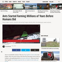 Ants Started Farming Millions of Years Before Humans Did