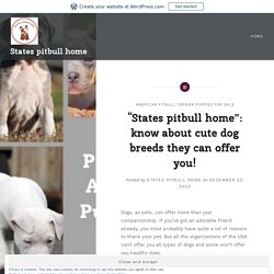 “States pitbull home”: know about cute dog breeds they can offer you! – States pitbull home