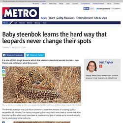 Baby steenbok learns the hard way that leopards never change their spots