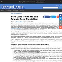 Step Wise Guide for The Tomato Seed Plantation