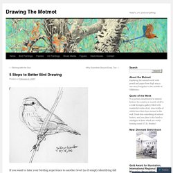 5 Steps to Better Bird Drawing