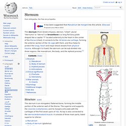 Human sternum