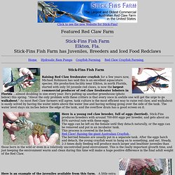 Stick-Fins Red Claw Farm, Elkton, Fla.