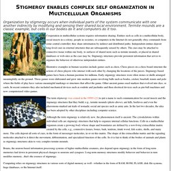 Stigmergy - the secret of complex organization
