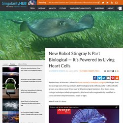 New Robot Stingray Is Part Biological — It's Powered by Living Heart Cells