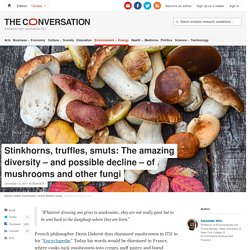 Stinkhorns, truffles, smuts: The amazing diversity – and possible decline – of mushrooms and other fungi