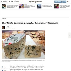 That Stinky Cheese Is a Result of Evolutionary Overdrive