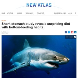Shark stomach study reveals surprising diet with bottom-feeding habits