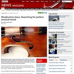 Stradivarius trees: Searching for perfect musical wood
