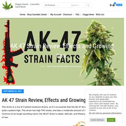 AK 47 Strain Review, Effects and Growing tips. -
